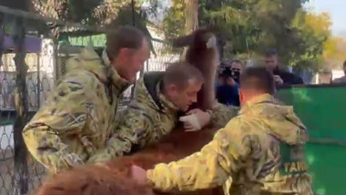 Militari ruși fură animale de la un zoo din Herson