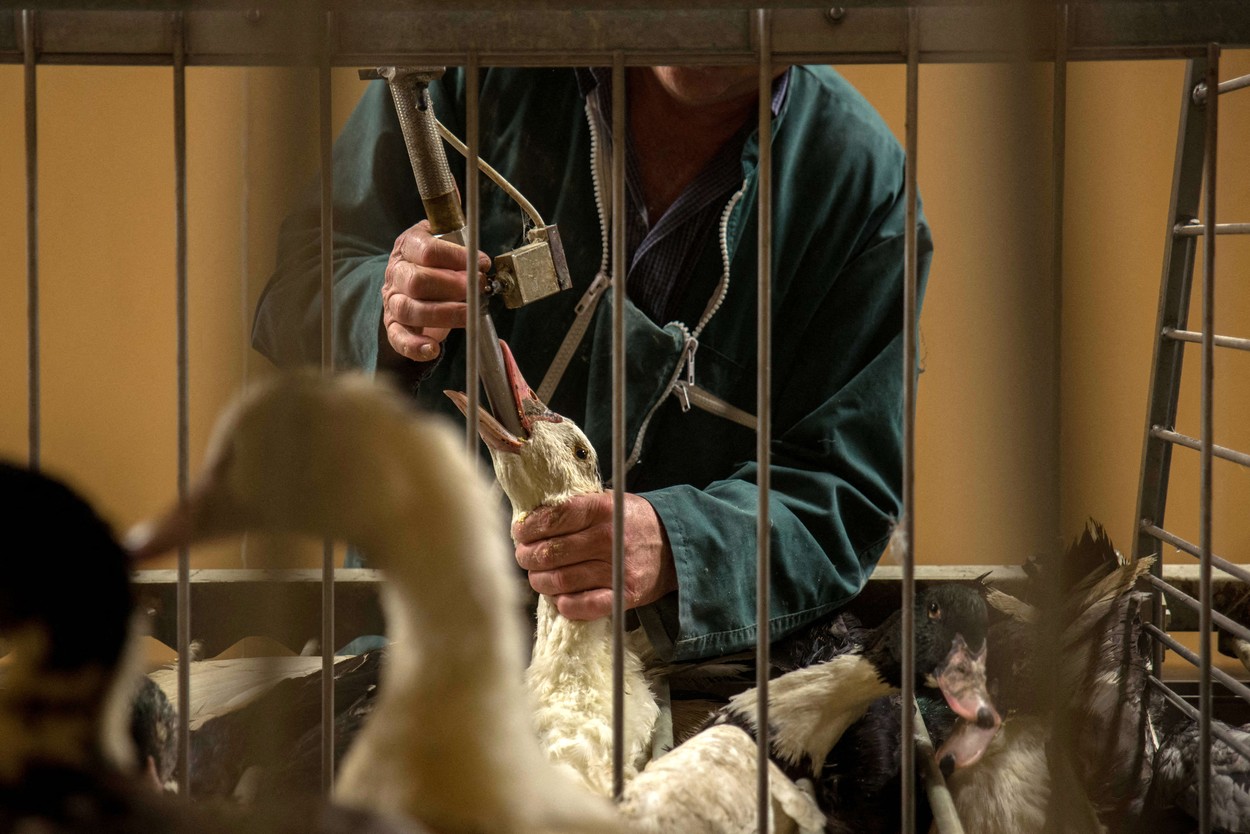 În două țări europene a fost pus în vânzare foie gras-ul vegan, pe fondul controverselor cu privire la bunăstarea aimalelor