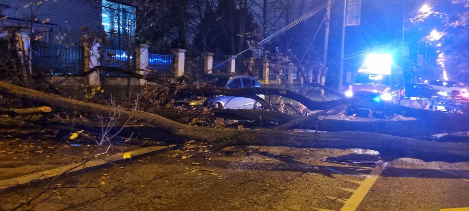 FOTO. Un copac a căzut peste un bărbat chiar la intrarea în sediul Jandarmeriei din București