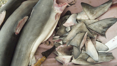 Aripioare rechin și rechini morți într-o barcă.