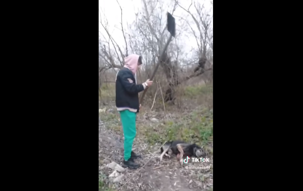 Tânărul care a postat pe Tik Tok clipul în care ucide un câine cu lopata a fost reținut