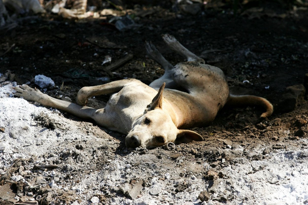 Un tânăr de 20 de ani care lua câini și le tăia urechile a fost reținut pentru schingiuirea animalelor