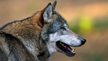 European Grey Wolf (Canis lupus) close-up in forest, Germany