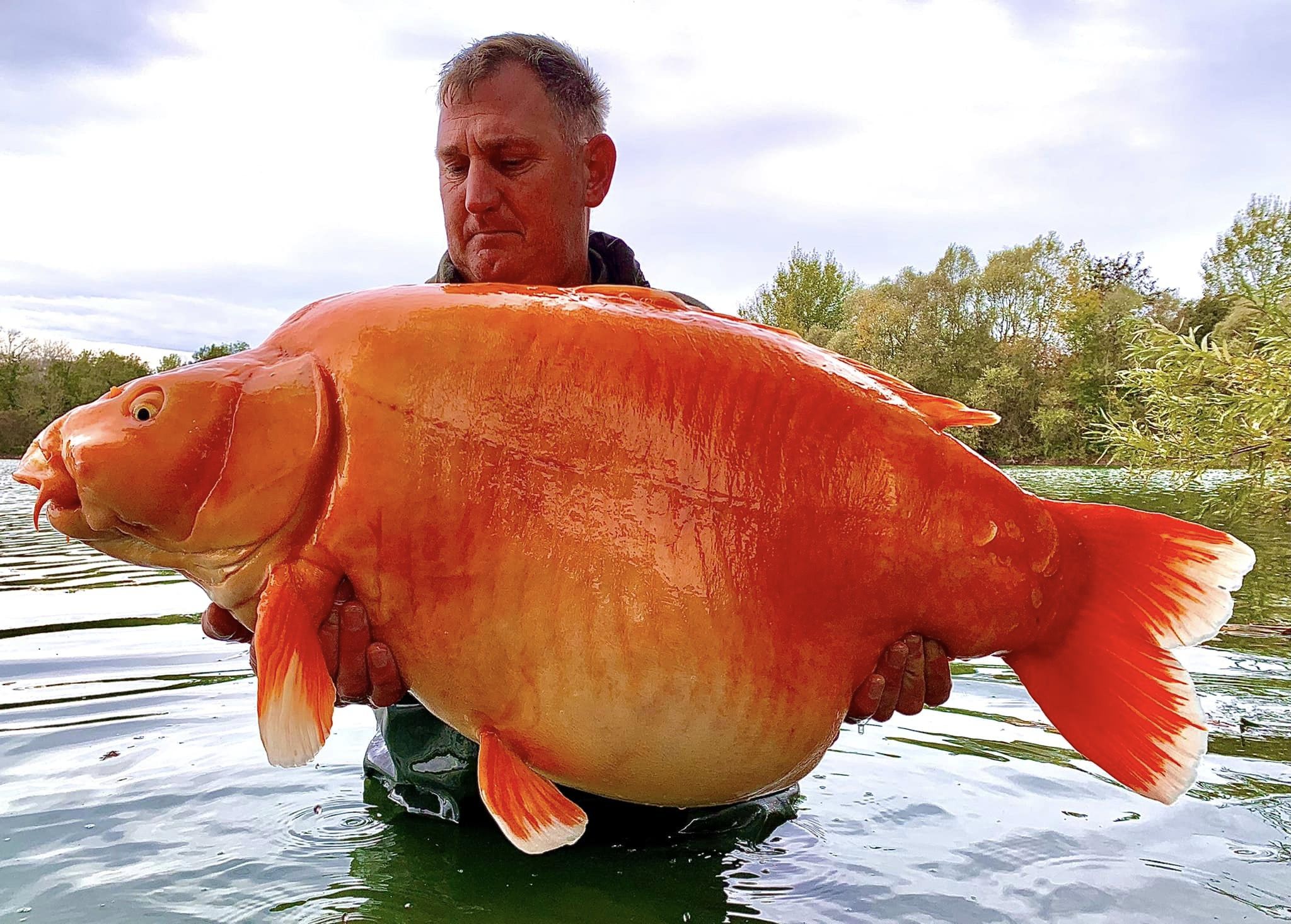 Un pescar britanic a prins un "peștișor auriu" de 30 de kilograme