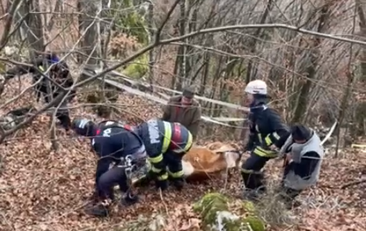 VIDEO. Intervenție de 5 ore a pompierilor, pentru salvarea unei vaci care a căzut într-o prăpastie din județul Hunedoara