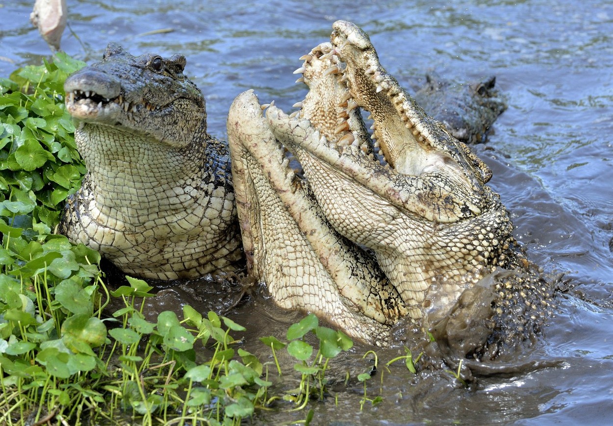 Un crocodil a smuls din barcă și ucis un copil de un an din Malaezia, rănindu-l grav și pe tatăl care a încercat să-l salveze
