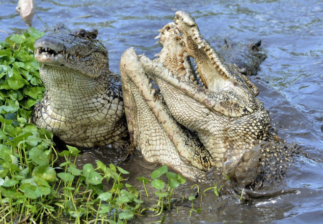 Attack crocodile. Cuban Crocodile (crocodylus rhombifer). The Cuban crocodile jumps out of the water. Cuba.