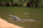 Nile crocodile (Crocodylus niloticus) with jaws open, Kruger National Park, South Africa, Africa