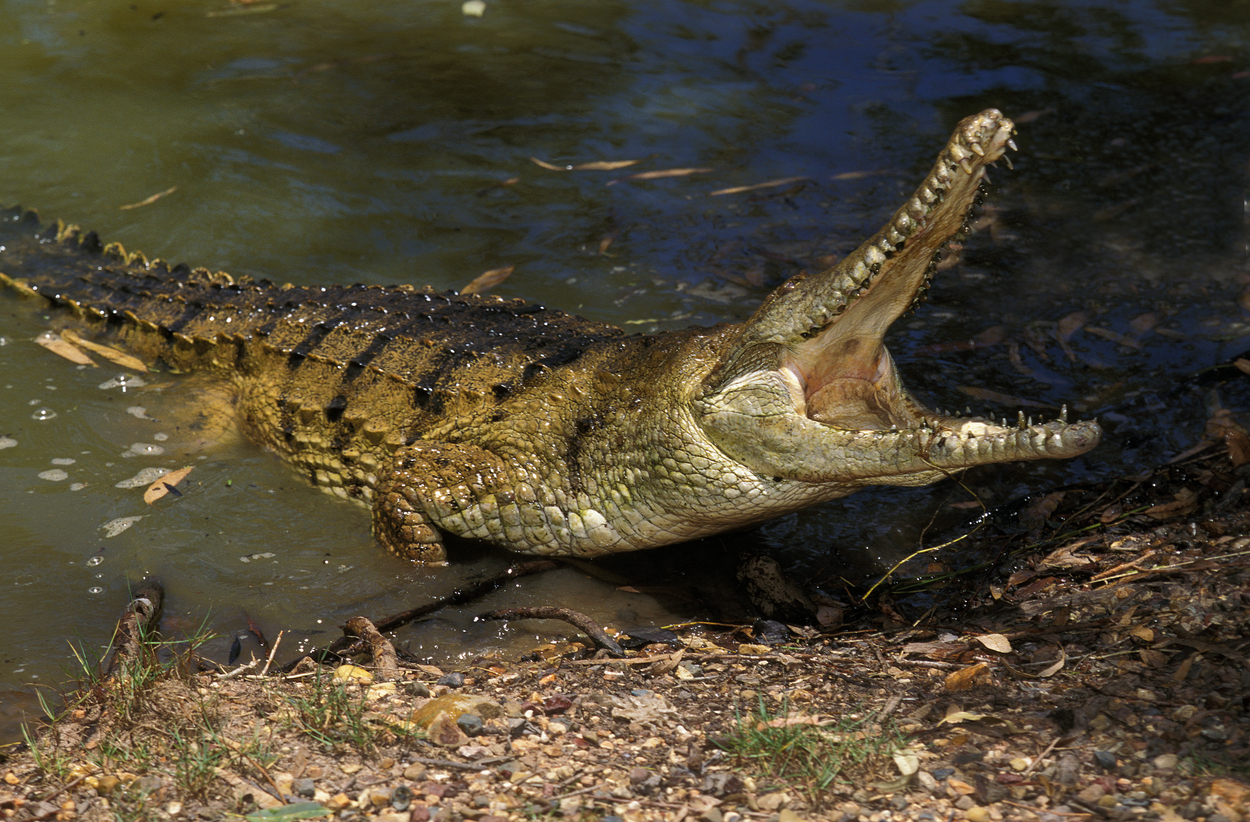 Trei sud-africani au fost arestați după ce au furat un crocodil de Nil de 2,5 metri