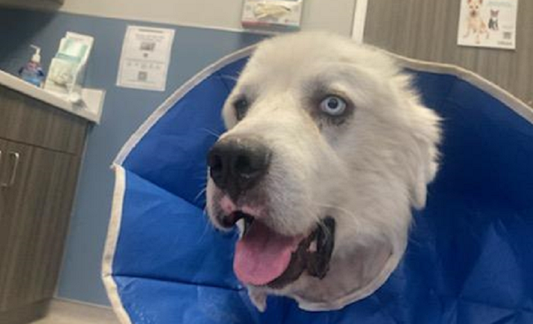 Casper, un Ciobănesc de Pirinei, a devenit erou după ce a ucis opt coioți care au atacat turma stăpânului său
