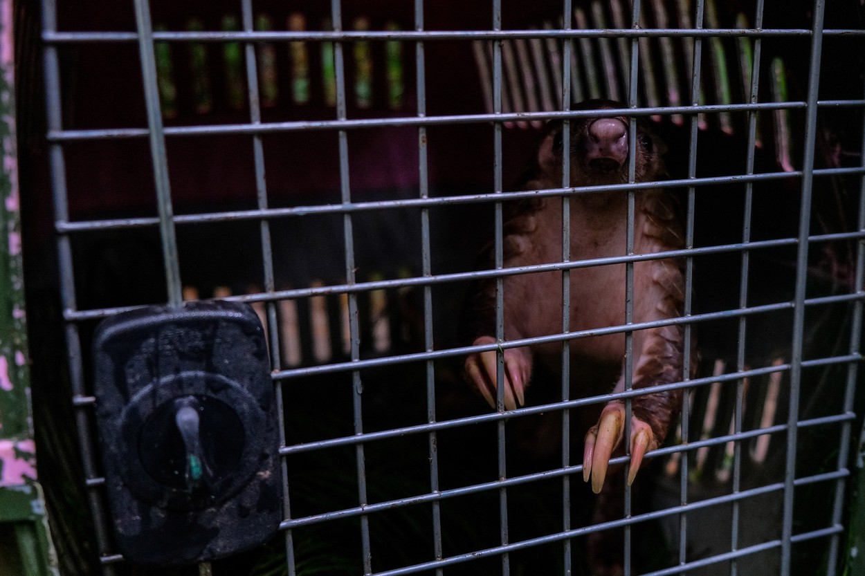Sute de arestări într-o operaţiune împotriva traficanţilor de animale sălbatice. 9 pangolini şi 119 feline au fost salvate