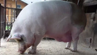 porc mare in grajd