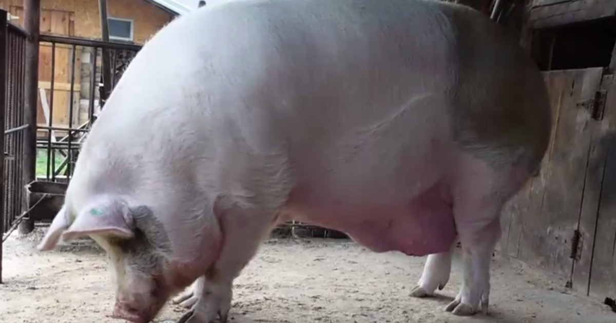 VIDEO. Cel mai mare porc din România trăiește într-un sat din ...