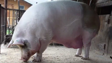 porc mare in grajd