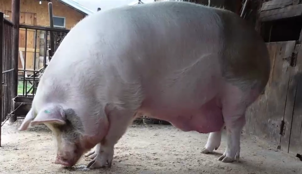 VIDEO. Cel mai mare porc din România trăiește într-un sat din Prahova. Cât cântărește Jardel