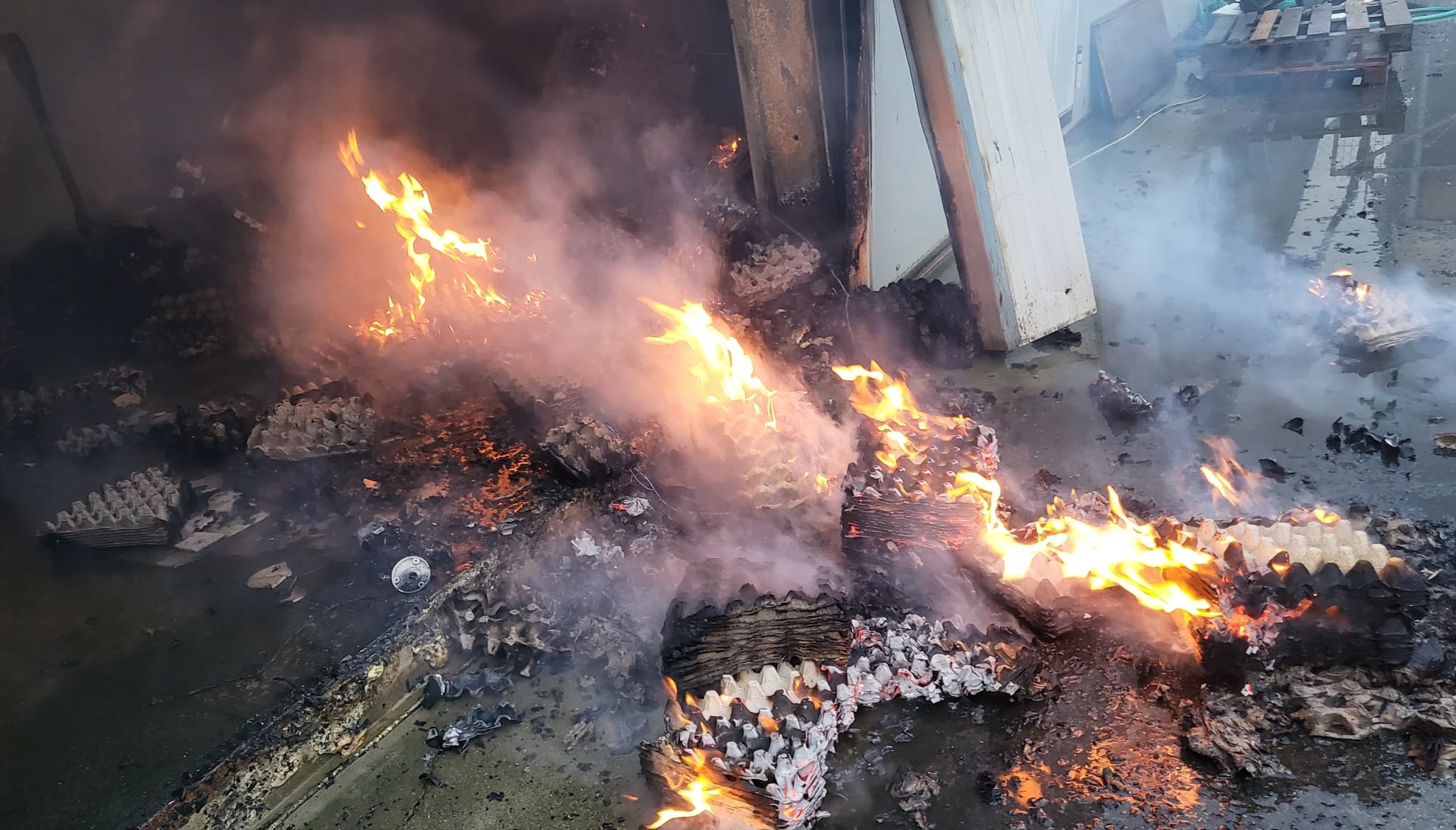 9000 de găini au murit carbonizate într-un incendiu care a distrus în totalitate o fermă din Satu Mare