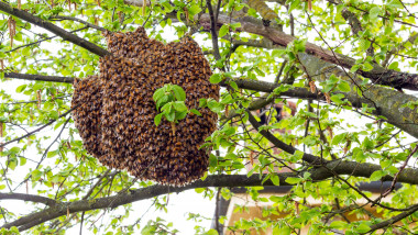 roi de albine într-un copac