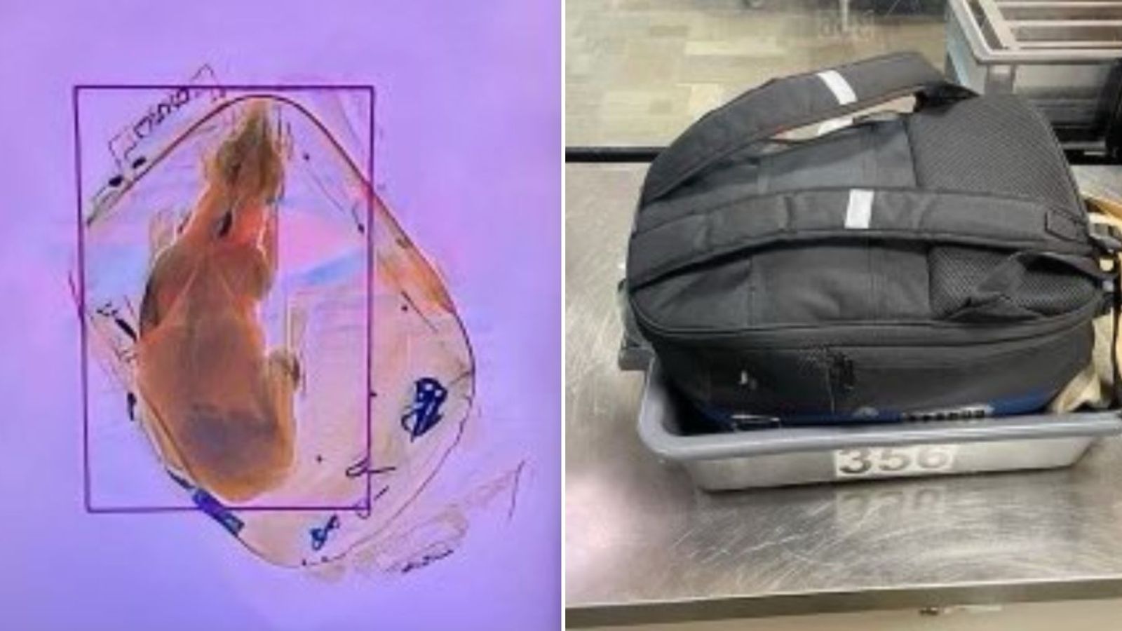 Cățel descoperit într-un rucsac la controlul cu raze X din aeroport. Proprietarul a crezut că așa este corect