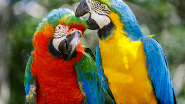 doi papagali colorati
