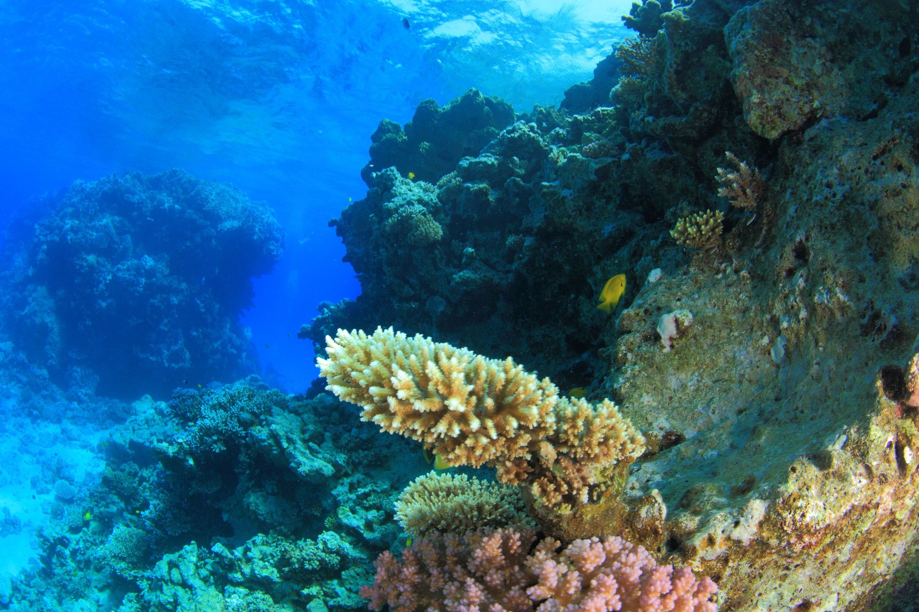 Peste 1.500 de specii de plante și animale marine sunt în pericol de extincție. „Arată că avem un impact chiar devastator”