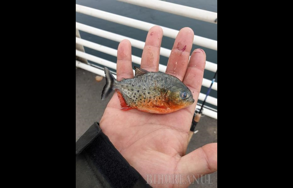 Un pește Piranha a fost găsit în Crișul Repede. Garda de Mediu Bihor încercă să afle cum a ajuns peștele exotic în râu