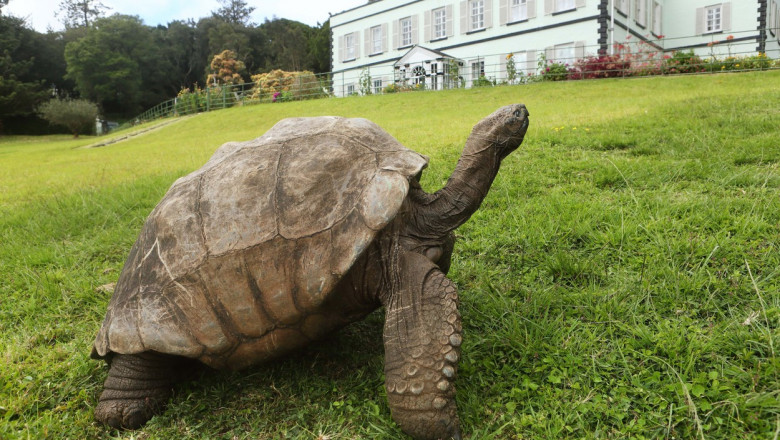 Jonathan, o țestoasă uriașă dăruită insulei Sfânta Elena în 1882, este cel mai bătrân animal terestru.