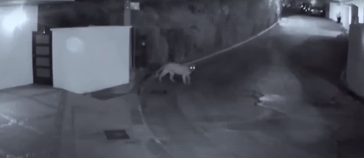 O femeie din Los Angeles s-a trezit cu polițiștii la ușă: "Aveți o puma în curte"