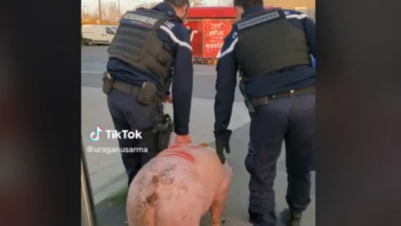 VIDEO Jandarmii francezi au confiscat porcul unor români, chiar înainte să fie sacrificat