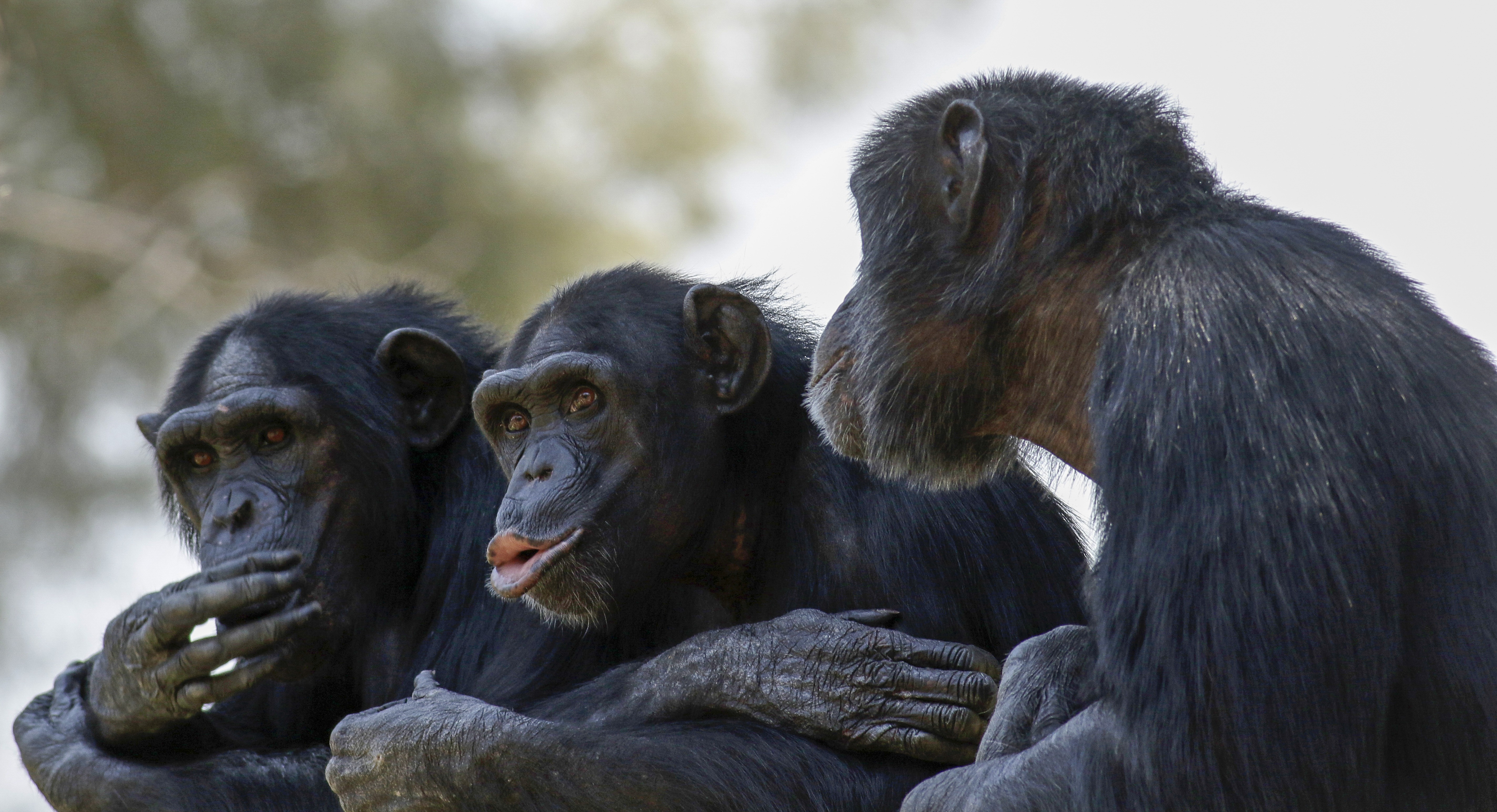 Trei cimpanzei scăpați de la o grădină zoologică din Suedia, împușcați mortal de autorități