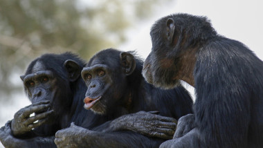 Trei cimpanzei scăpați de la o grădină zoologică din Suedia, împușcați mortal de autorități