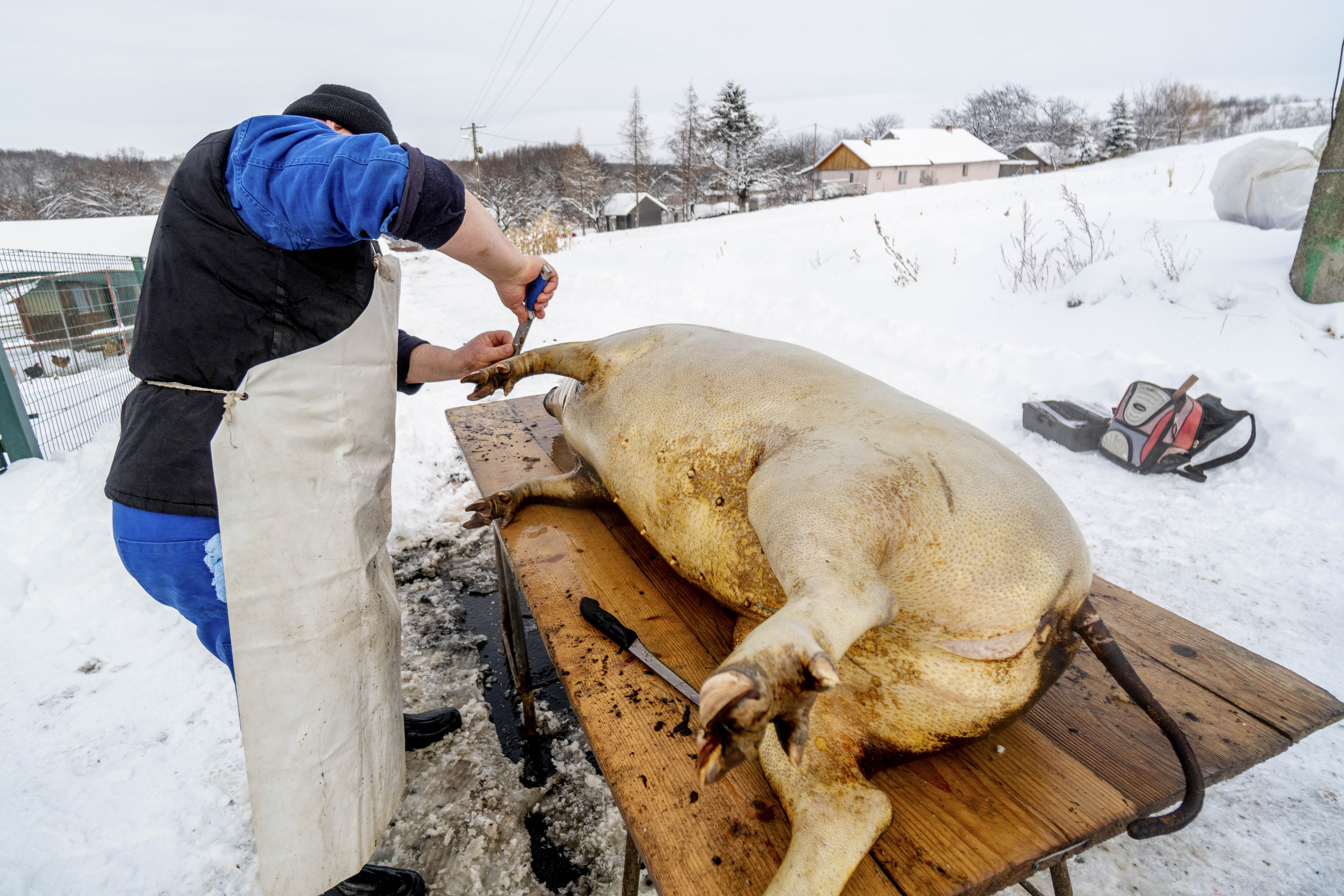 Un bărbat și-a tăiat artera femurală în timp ce sacrifica porcul. Un fost soldat în Afganistan i-a acordat primul ajutor