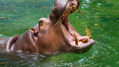 hipopotam in apa cu gura deschisa