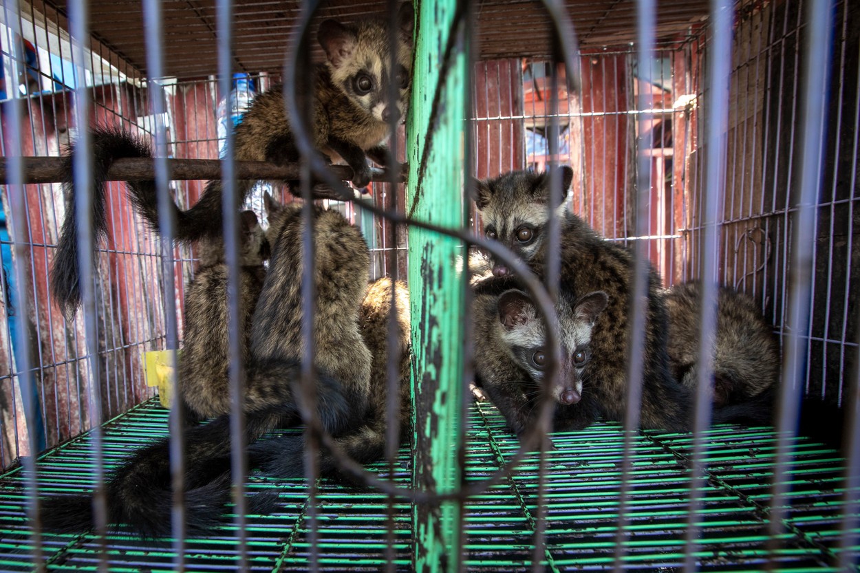 China se întoarce la obiceiul creșterii animalelor sălbatice în ferme. Experții avertizează că aşa încep pandemiile