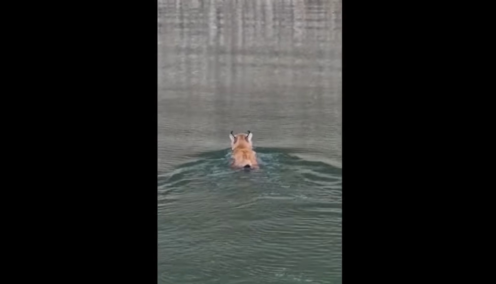 VIDEO Imagini rare cu un râs care traversează înot Lacul Bicaz
