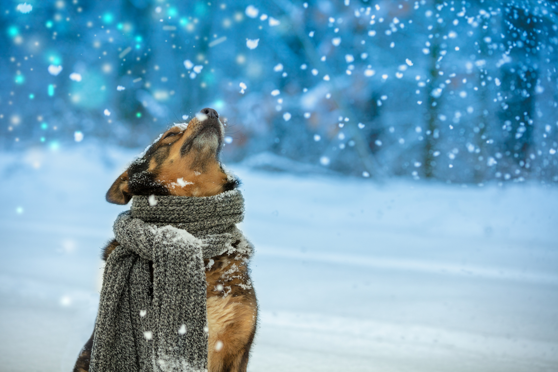 Cum va fi vremea de Crăciun și Anul Nou. Prognoză meteo pentru următoarele patru săptămâni