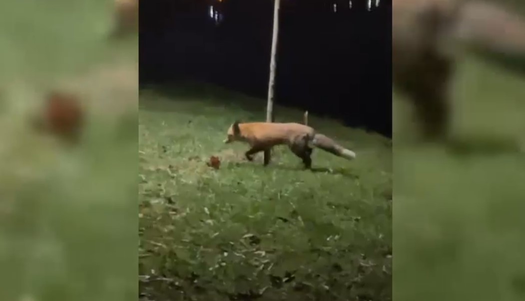 VIDEO Vulpe surprinsă într-un parc din București