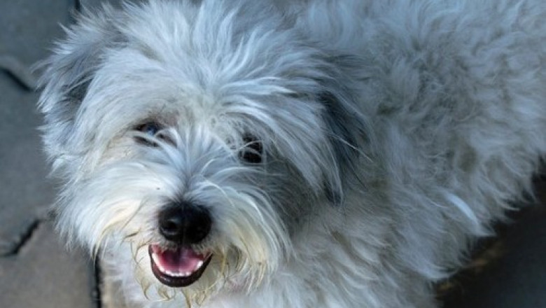 caine bichon maltese