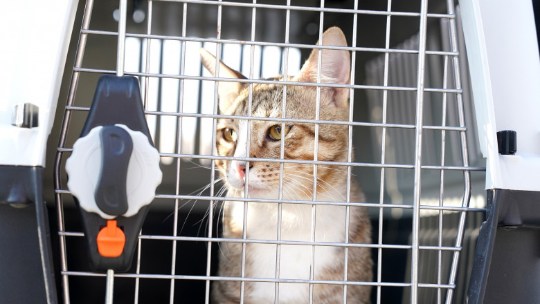 Dave the cat in a cage before leaving Al Wakrah on his way to England