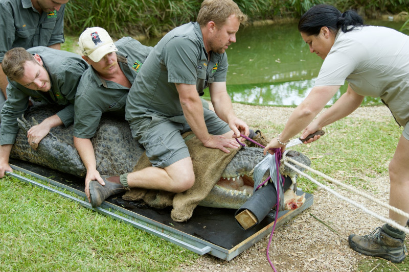 Make It Snappy! Staff Risk Life And Limb To Perform Dental Procedure On Crocodile