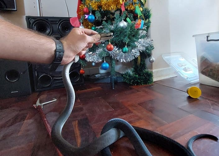 Familie șocată să descopere sub bradul de Crăciun unul dintre cei mai mortali șerpi din lume. Veninul lui ucide un om în 20 de minute
