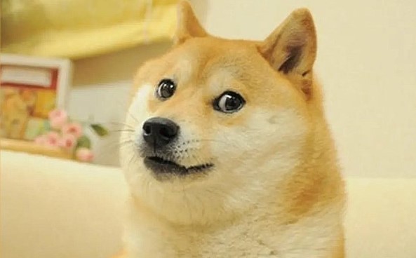 Câinele care a inspirat celebrul meme „Doge” este grav bolnav