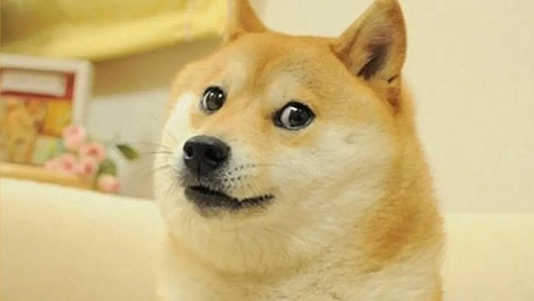 Câinele care a inspirat celebrul meme „Doge”
