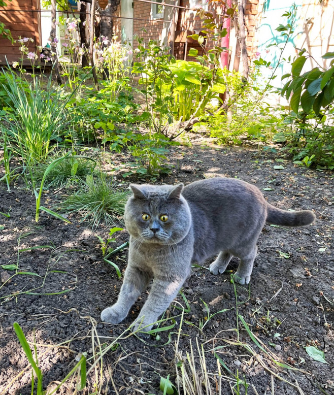 LIFE OF A CHUNKY CROSSED EYE CAT