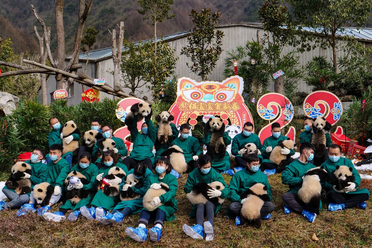 Moment inedit în China. Treisprezece pui de panda uriaș, arătați publicului pentru prima oară cu ocazia Anului Nou