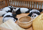 Cute giant panda cubs in Chengdu