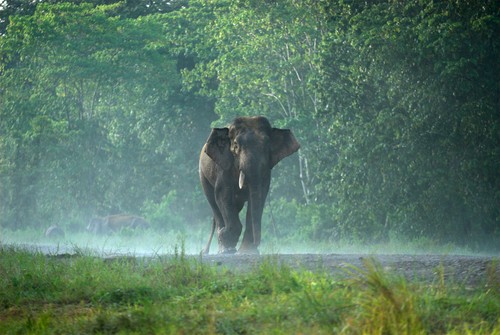 Un elefant de Borneo dintr-o rezervație naturală şi-a ucis îngrijitorul. Bărbatul de 49 de ani a murit pe loc