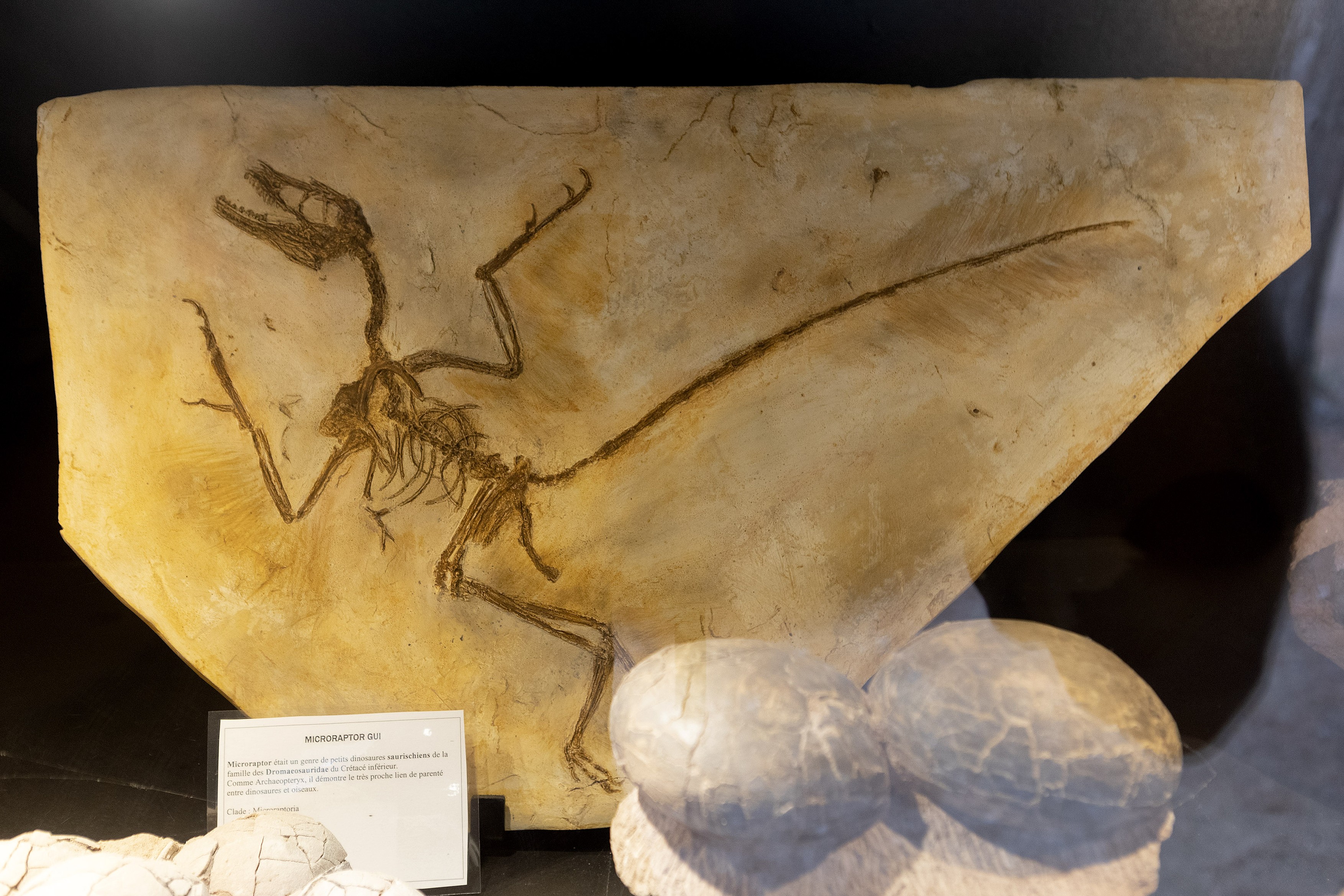Prima dovada a unui mamifer mancat de un dinozaur. „Rudele noastre stravechi au constituit o masa pentru dinozaurii flamanzi”