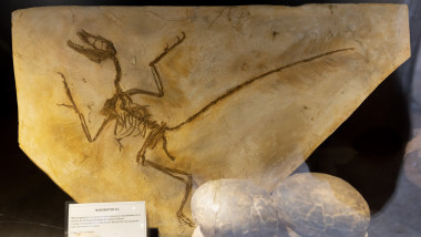 Un fossile de Microraptor Gui au musee parc des dinosaures et de la prehistoire