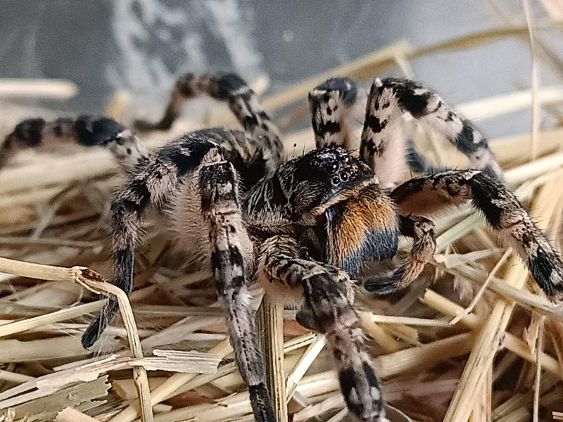 Tarantula românească trăiește în galerii săpate în sol și apare foarte rar la suprafață.