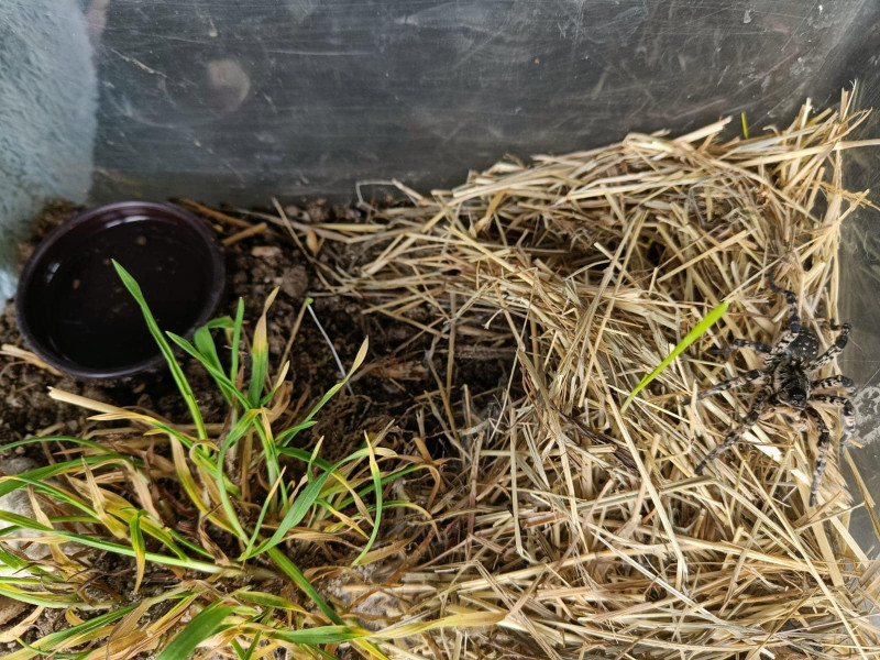 Tarantula românească trăiește în galerii săpate în sol și apare foarte rar la suprafață. Foto: Facebook/ Fundația Visul Luanei
